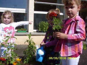 et repiquons nos différentes plantes
